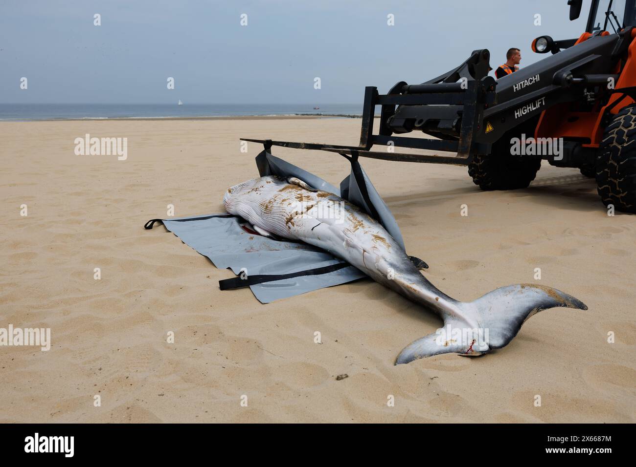 Oostende, Belgien. Mai 2024. Dieses Bild zeigt die Entfernung der Leiche eines jungen gewöhnlichen Nerzwals, der am Montag, den 13. Mai 2024, am Strand von Oostende gestrandet ist. Die Forscher werden die Überreste untersuchen. BELGA FOTO KURT DESPLENTER Credit: Belga Nachrichtenagentur/Alamy Live News Stockfoto