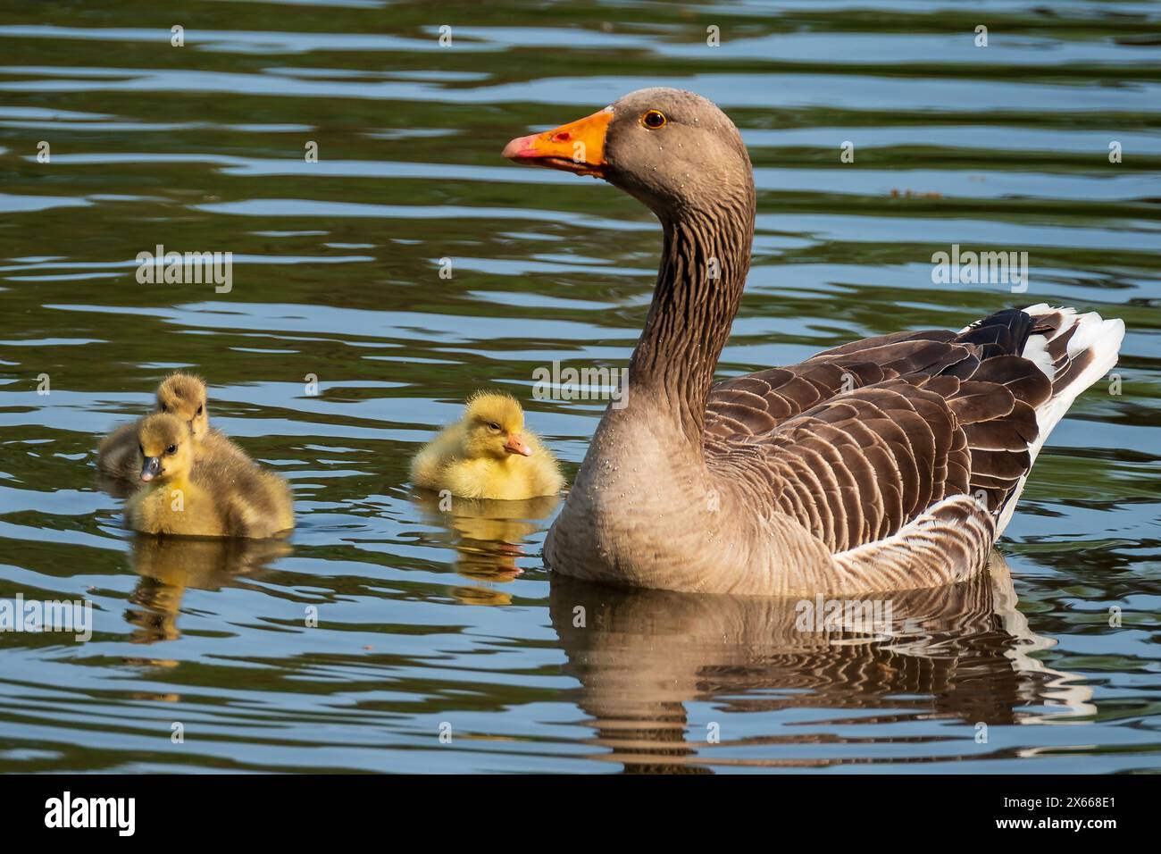 Graugans mit Gänsehaut-Familie. Stockfoto