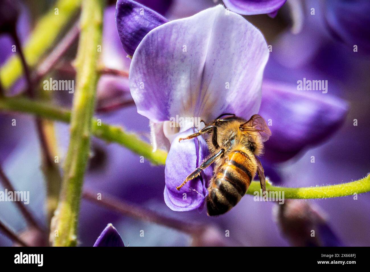 Honigbiene sammelt Nektar von einer Wisteria-Blume. Stockfoto