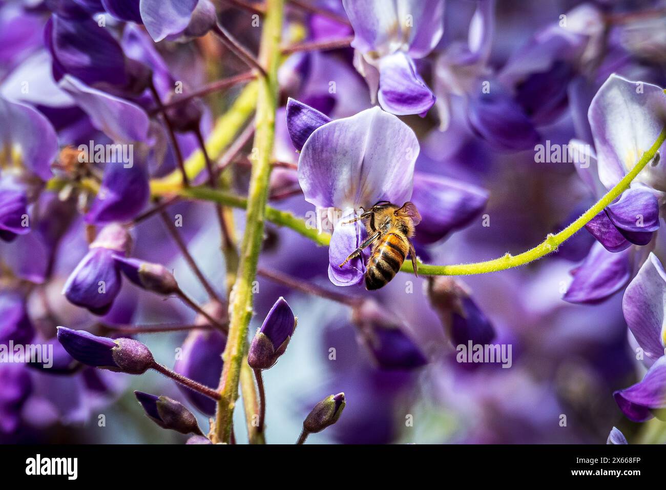 Honigbiene sammelt Nektar von einer Wisteria-Blume. Stockfoto