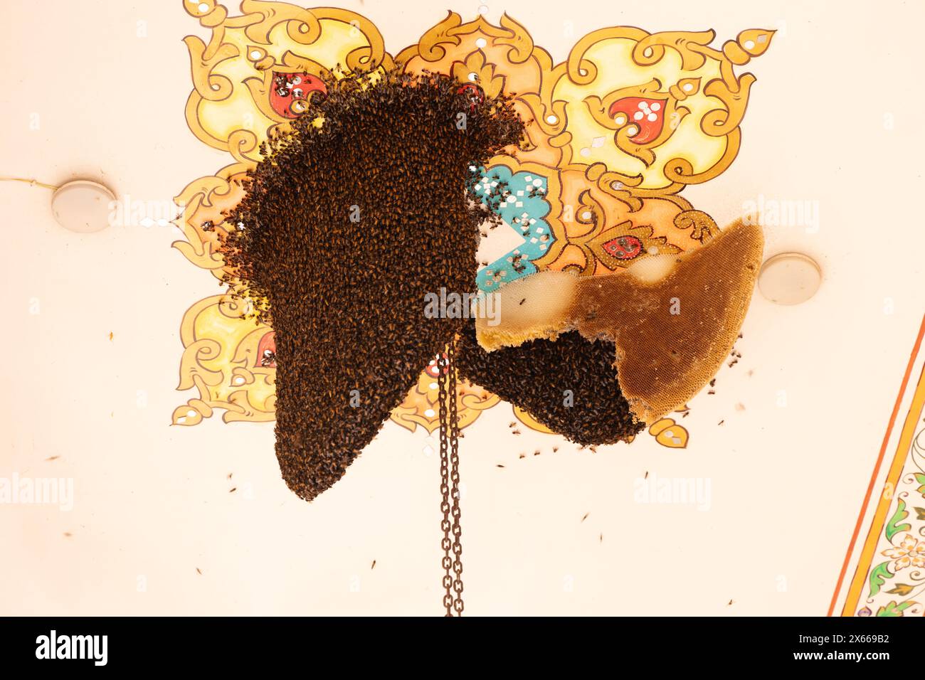 Honig-Bienen-Schwarm am Bienenstock auf dem Hausdach am Tag Stockfoto