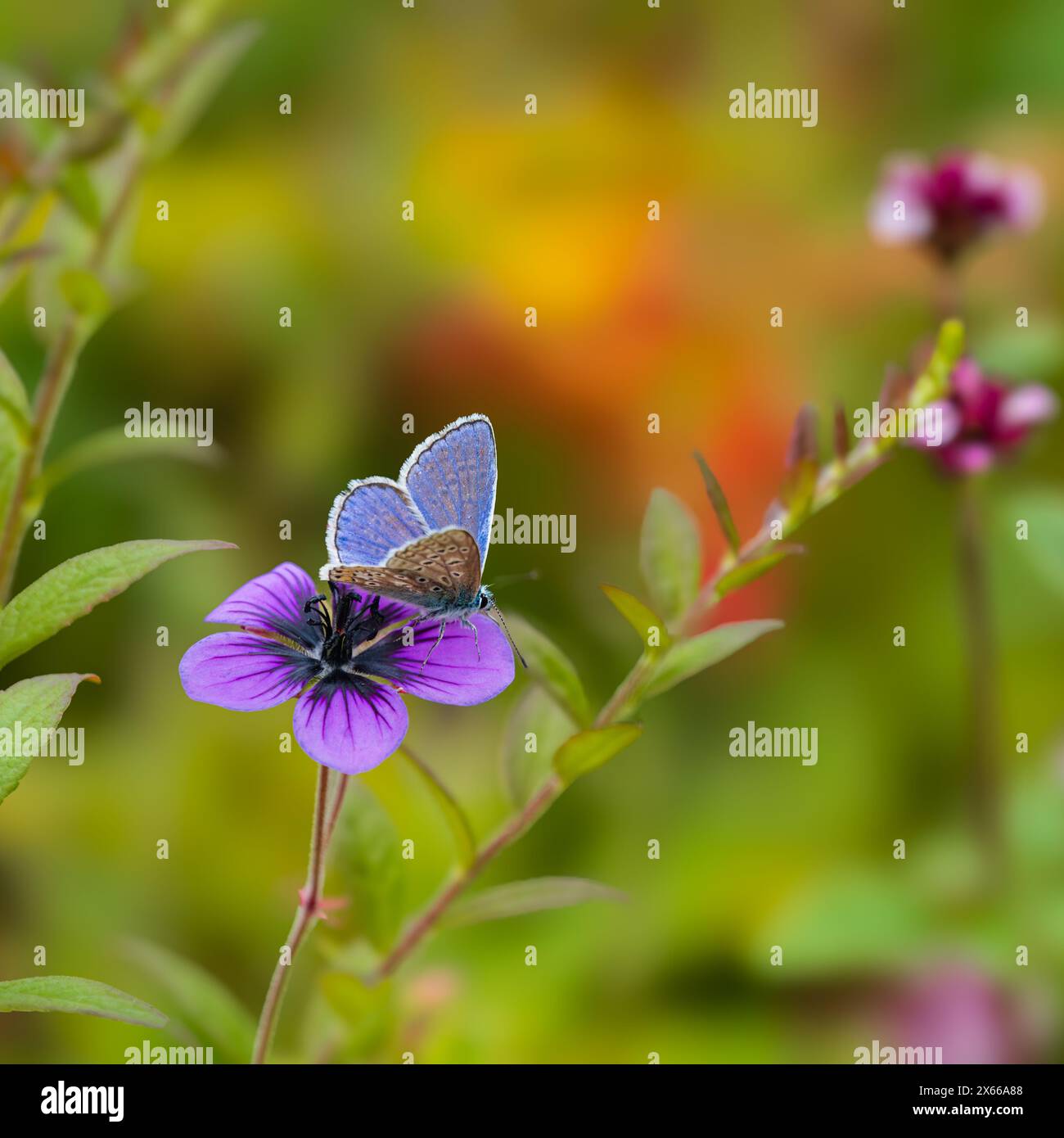 Männlicher Polyammatus icarus, gemeiner blauer Schmetterling, auf Geranium 'Salome' in einem britischen Garten Stockfoto