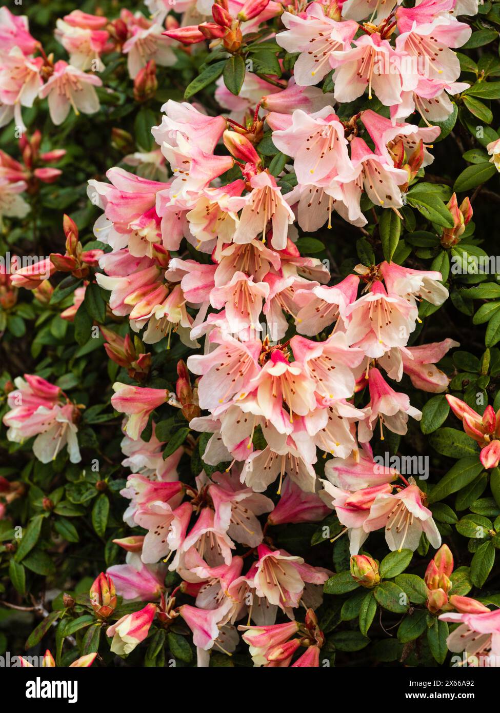 Glockenförmige rosa und weiße Frühlingsblumen des harten, kompakten immergrünen Strauches, Rhododendron „Tree Creeper“ Stockfoto