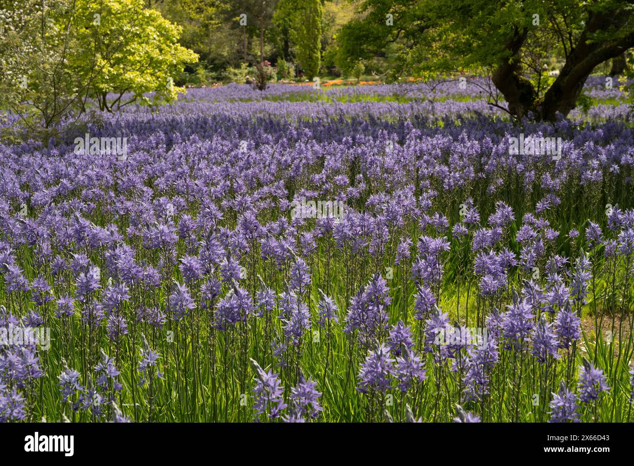 Camassia-Wiese: Camassia leichtlinii und C. cusickii. RHS Wisley, Surrey, Großbritannien Stockfoto