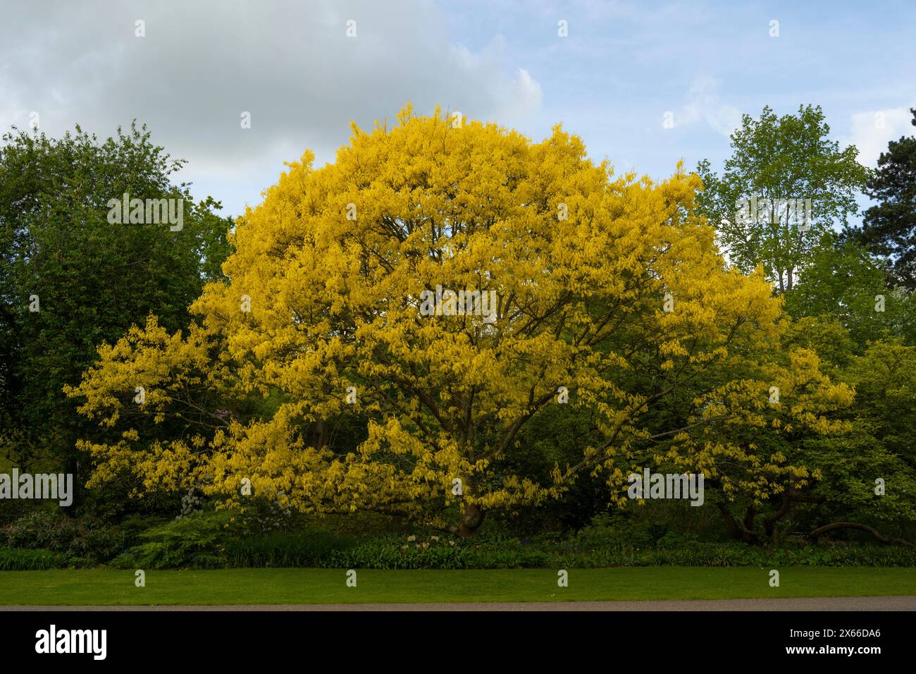 Eiche: Quercus rubra 'aurea'. Frische Blätter. Botanischer Garten, Surrey, Großbritannien Stockfoto