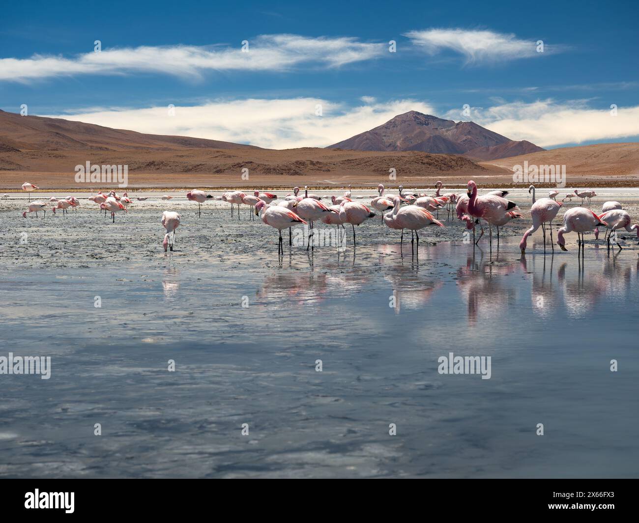 Gruppe rosafarbener Flamingos in der Laguna de Pastos Grandes im Eduardo Avaroa Anden Fauna National Reserve, Anden-Berge, bolivianische Hochländer Stockfoto