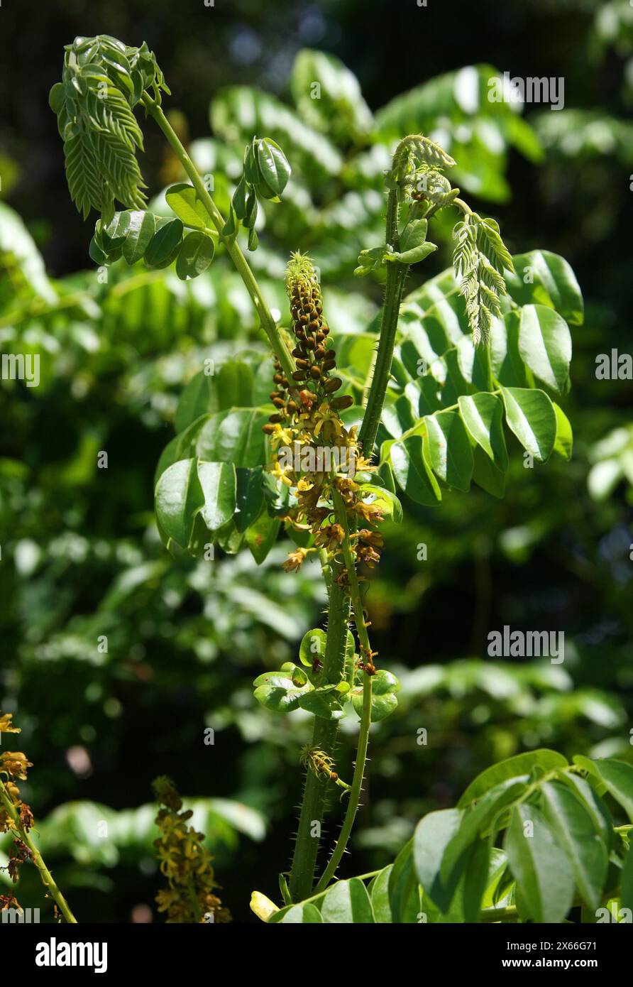 Tara, Spiny Holdback, Taya oder Algarroba Tanino, Tara spinosa, Fabaceae, Syn. Caesalpinia spinosa. Manuel Antonio, Costa Rica, Mittelamerika. Stockfoto