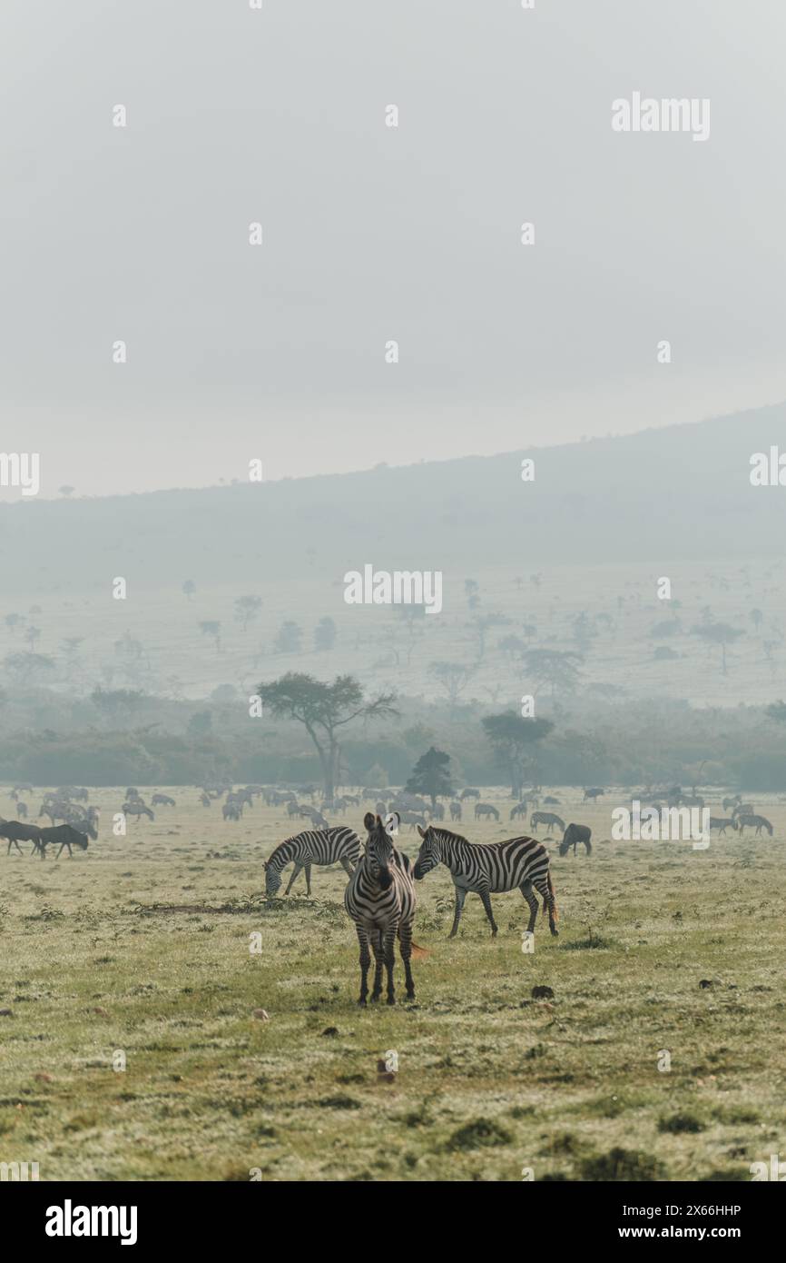 Zebras grasen im nebeligen Masai Mara Morgen Stockfoto