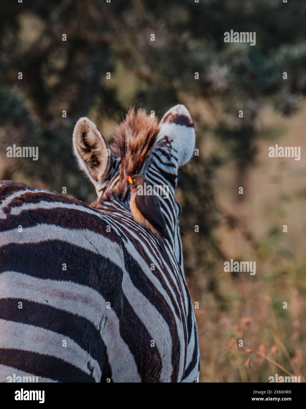 Oxpecker thront auf Zebras in natürlicher Masai Mara Umgebung Stockfoto