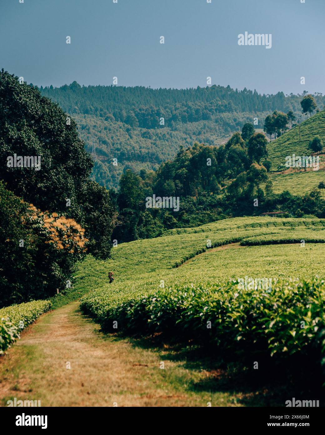 Grüne Terrassen der Teeplantage Ugandas gegenüber Waldhügeln Stockfoto