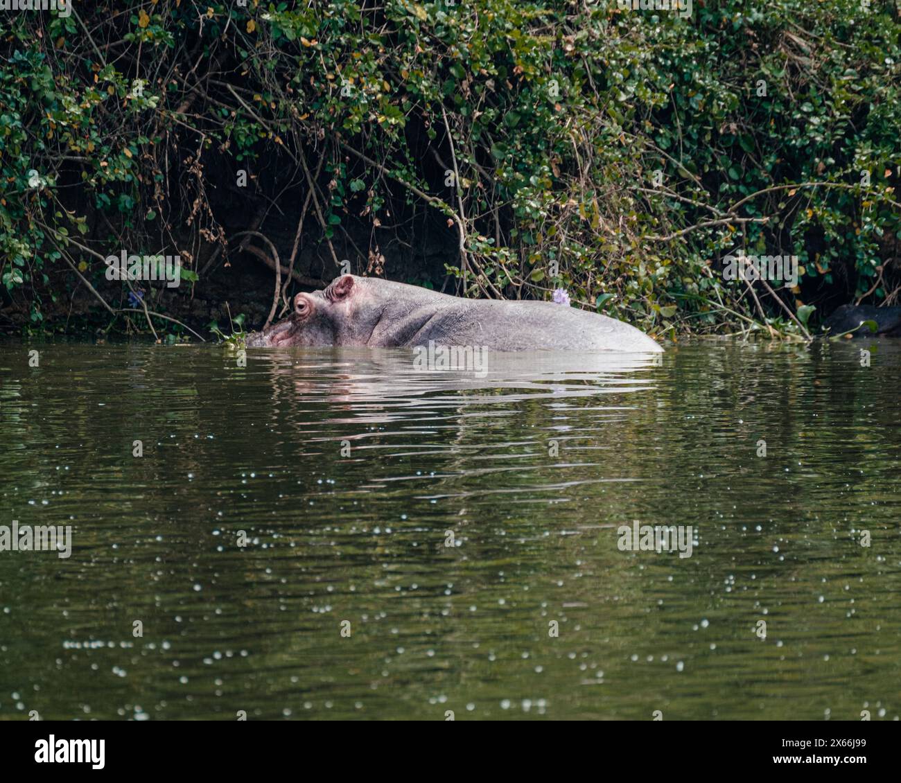 Flusspferde im Kazinga Channel im Queen Elizabeth National Park, Uganda, Stockfoto