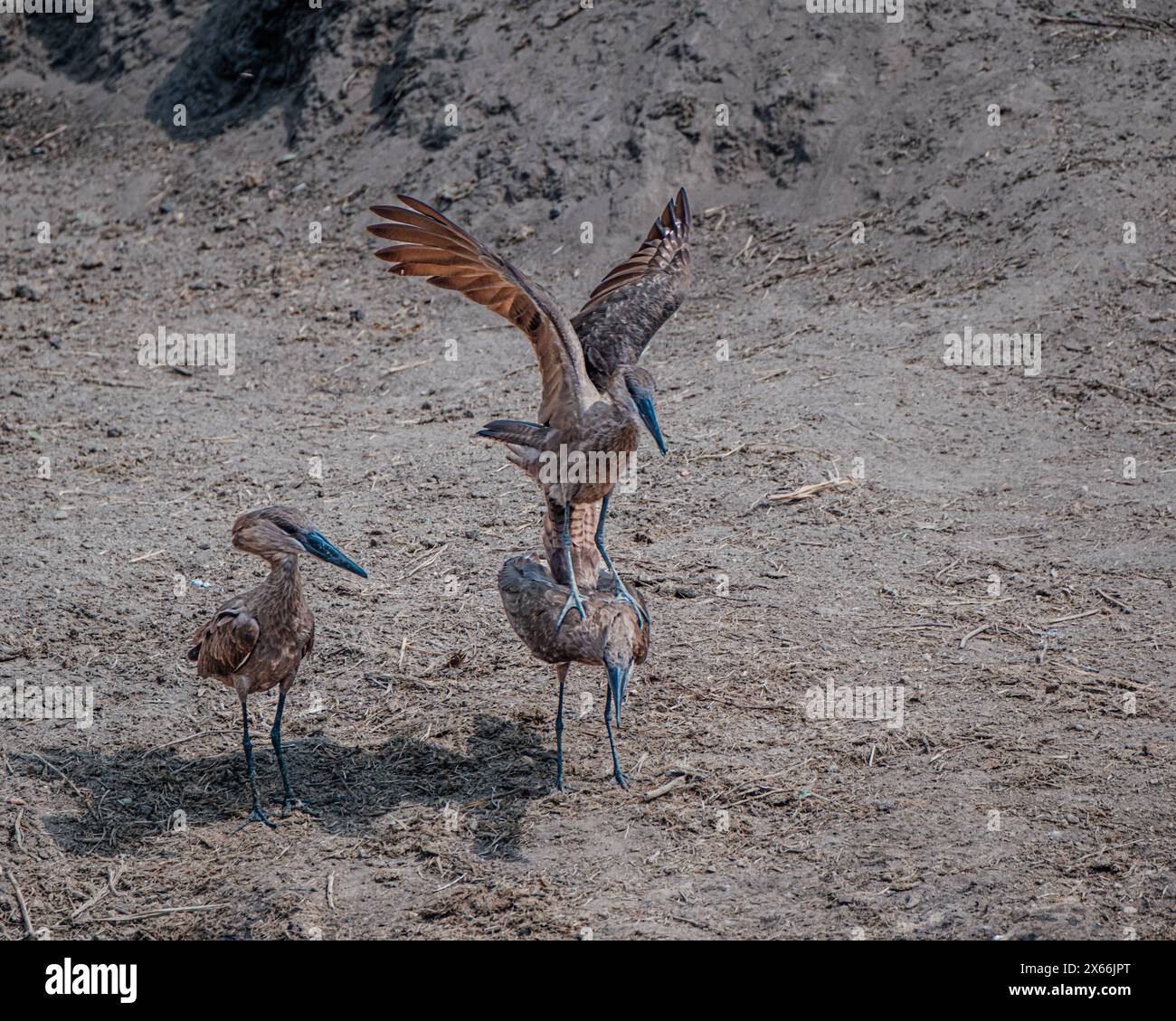 Hamerkops in Aktion, zeigt ihr soziales Verhalten in Uganda Stockfoto