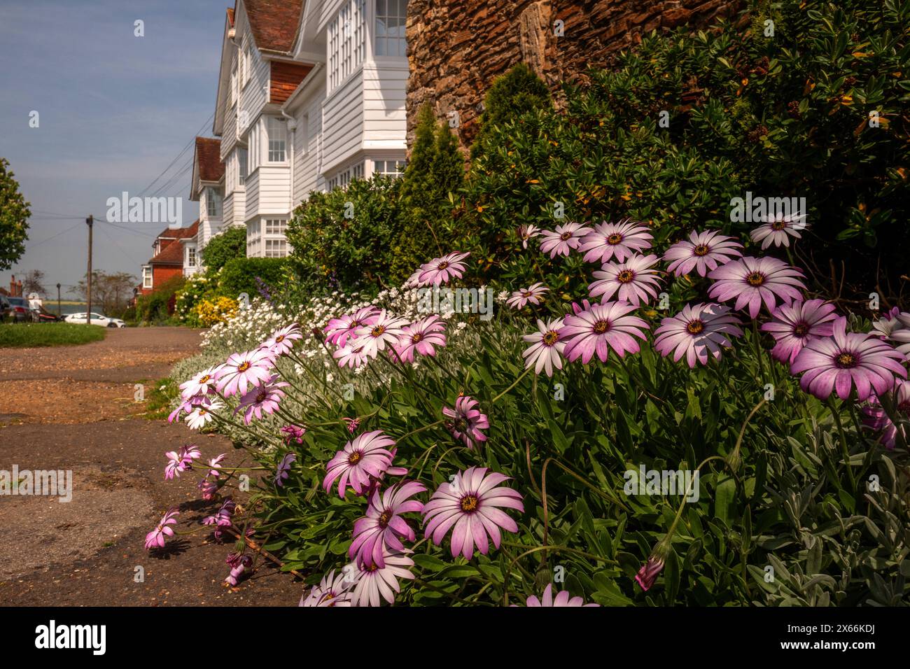 Winchelsea, 10. Mai 2024: Osteospermum 'Lady Leitrim' blüht in Hiham Green Stockfoto