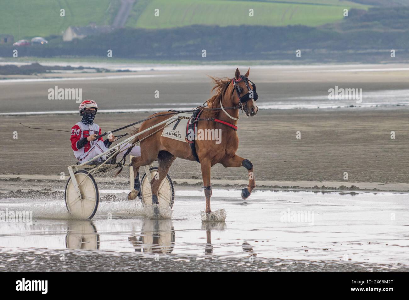 Harness-Rennen am Strand in Harbour View, Kilbrittain, West Cork, Mai 2024 Stockfoto