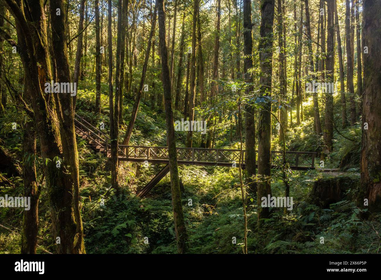 Wunderschöner märchenhafter Wald. Alishan National Forest Recreation Area, Taiwan Stockfoto