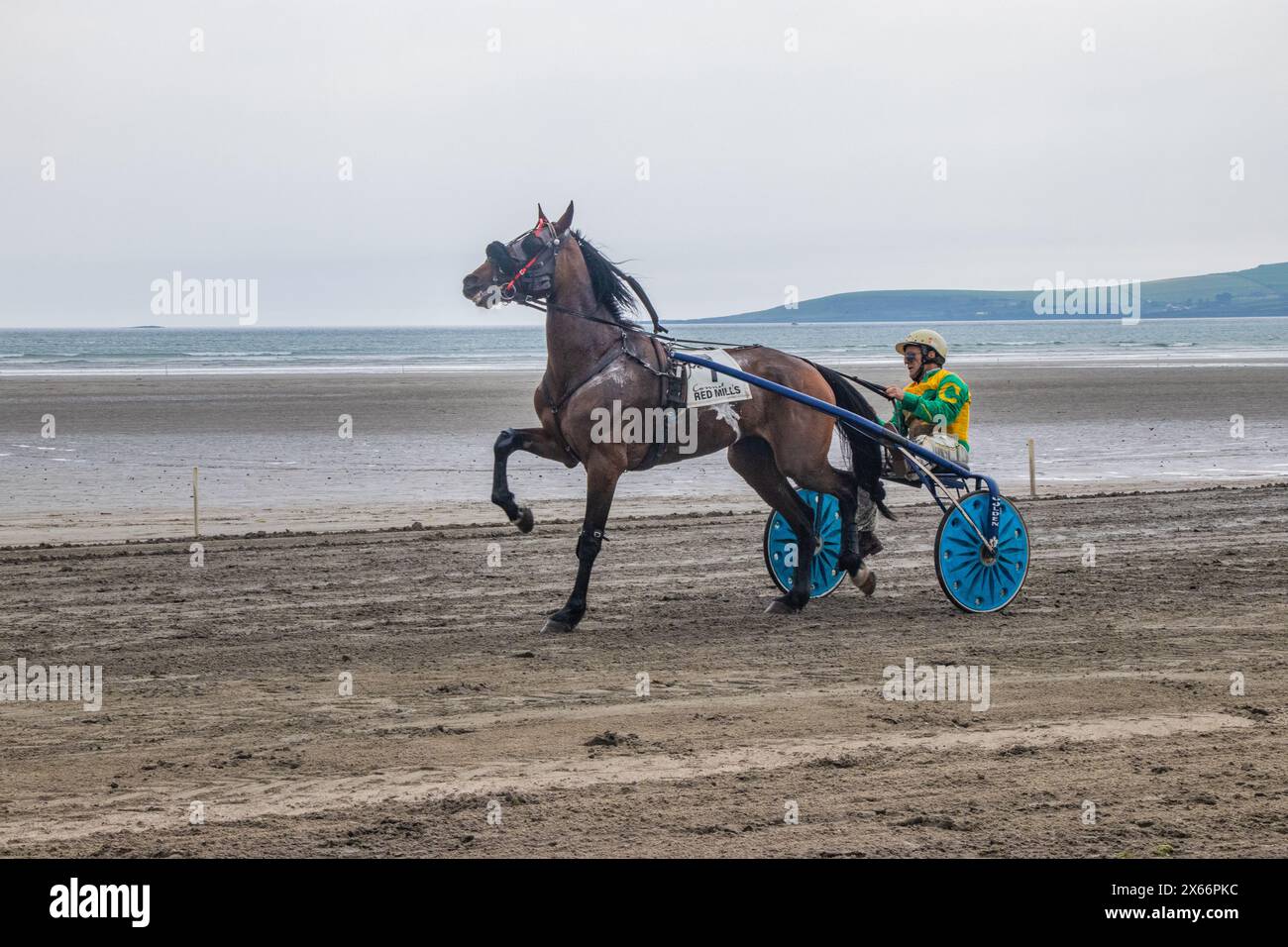 Harness-Rennen am Strand in Harbour View, Kilbrittain, West Cork, Mai 2024 Stockfoto