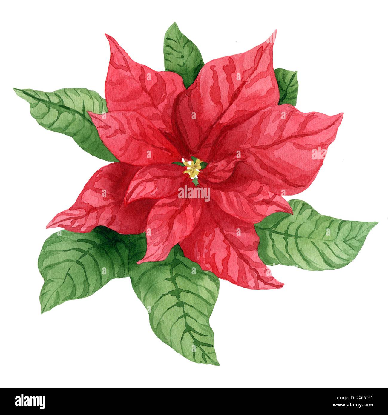 Die Blume von Weihnachten. Rote Blume. Der weihnachtsstern. Aquarell  Hintergrund Stockfotografie - Alamy