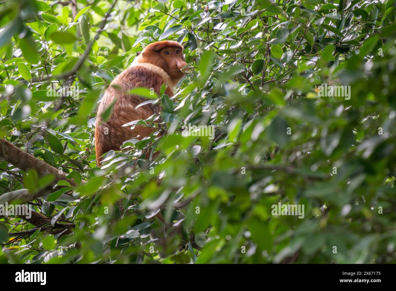 Proboscis Affe - Nasalis larvatus, wunderschöner einzigartiger Primat mit großer Nase, endemisch in den Mangrovenwäldern der südostasiatischen Insel Borneo. Stockfoto