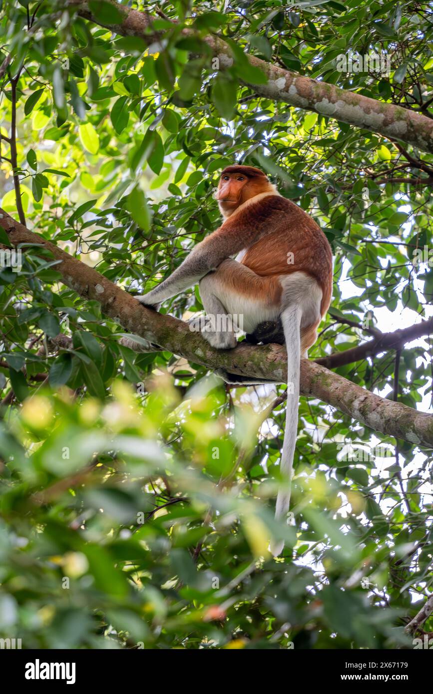 Proboscis Affe - Nasalis larvatus, wunderschöner einzigartiger Primat mit großer Nase, endemisch in den Mangrovenwäldern der südostasiatischen Insel Borneo. Stockfoto