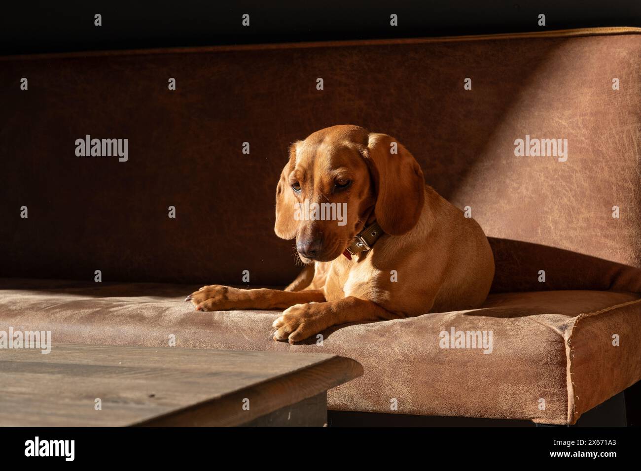 Der charmante Dackel liegt bequem auf einem braunen Ledersofa, das in warmes Sonnenlicht getaucht ist und durch den Raum filtert, und unterstreicht seinen glänzenden Mantel und seinen durchdachten Ausdruck. Stockfoto