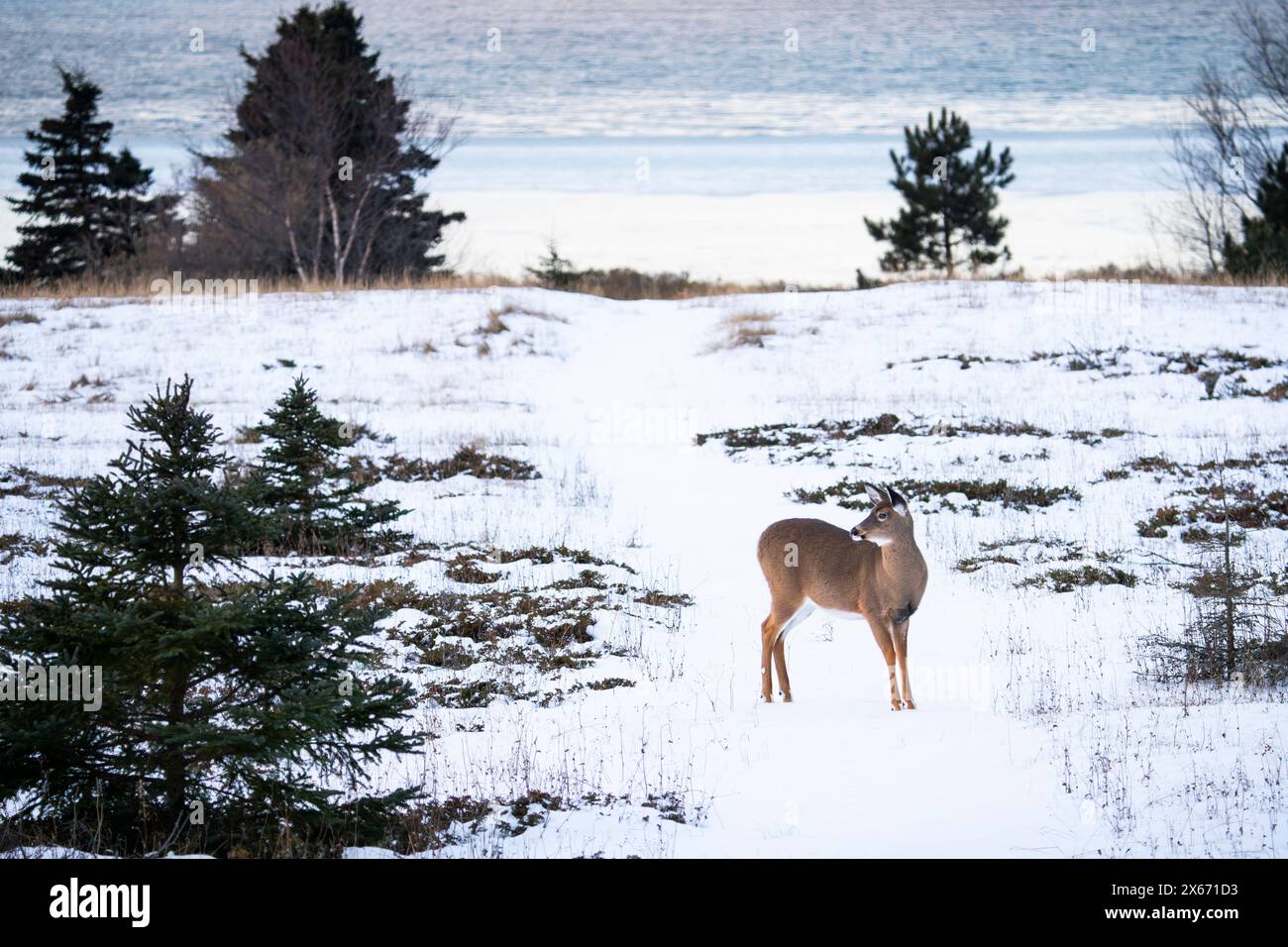 Wildschwanzhirsche, die im Winter entlang des St. Lawrence River in einem Nationalpark stehen. Stockfoto