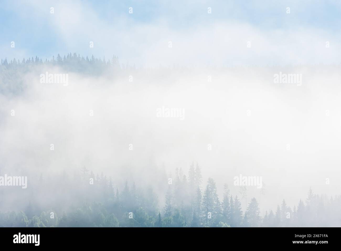 Ein ruhiger Blick auf einen Wald in Trysil, Norwegen, der in Nebel gehüllt ist, schafft eine ruhige und geheimnisvolle Atmosphäre. Die nebeligen Bedingungen sorgen für eine weiche Qualität t Stockfoto