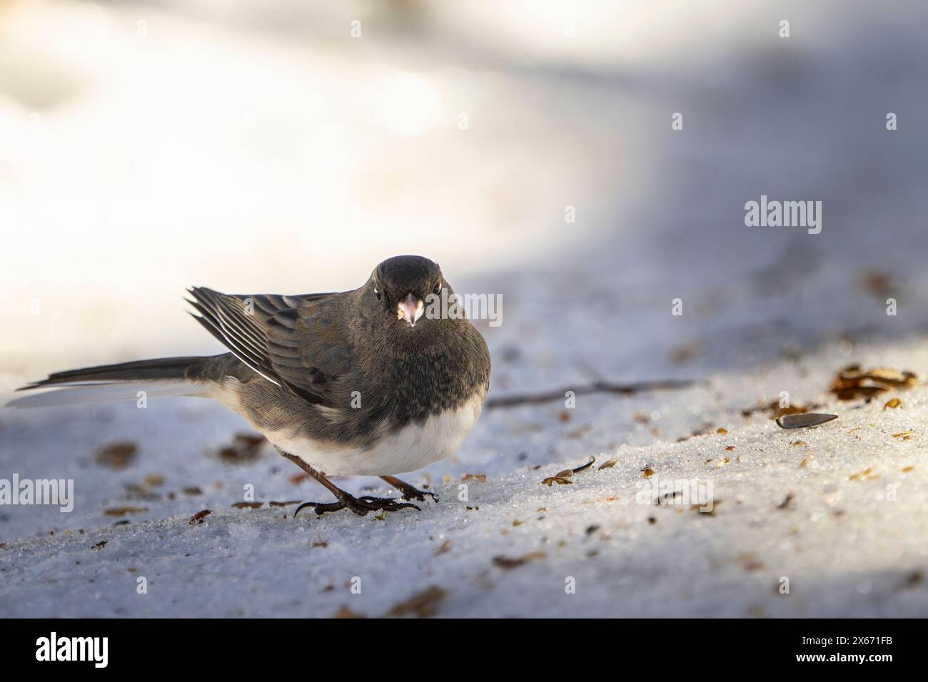 Dunkeläugige Junco-Fütterung auf dem Boden in der Nähe eines Vogelfutters in einem Park während des Winters. Stockfoto