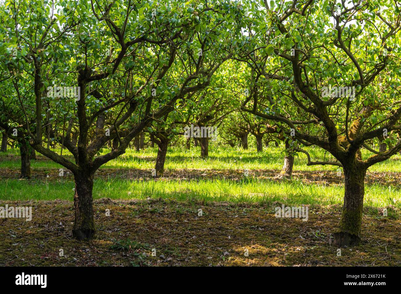 Birnenreihen in einem Obstgarten Anfang Mai in der Nähe von Cowbeach, East Sussex, mit frischen grünen Blättern und Gras an einem sonnigen Tag. Amygdaloideae. Stockfoto