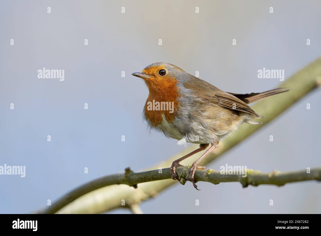 Detaillierte Seitenansicht eines robinvogels auf einem Ast an einem sonnigen Tag Stockfoto