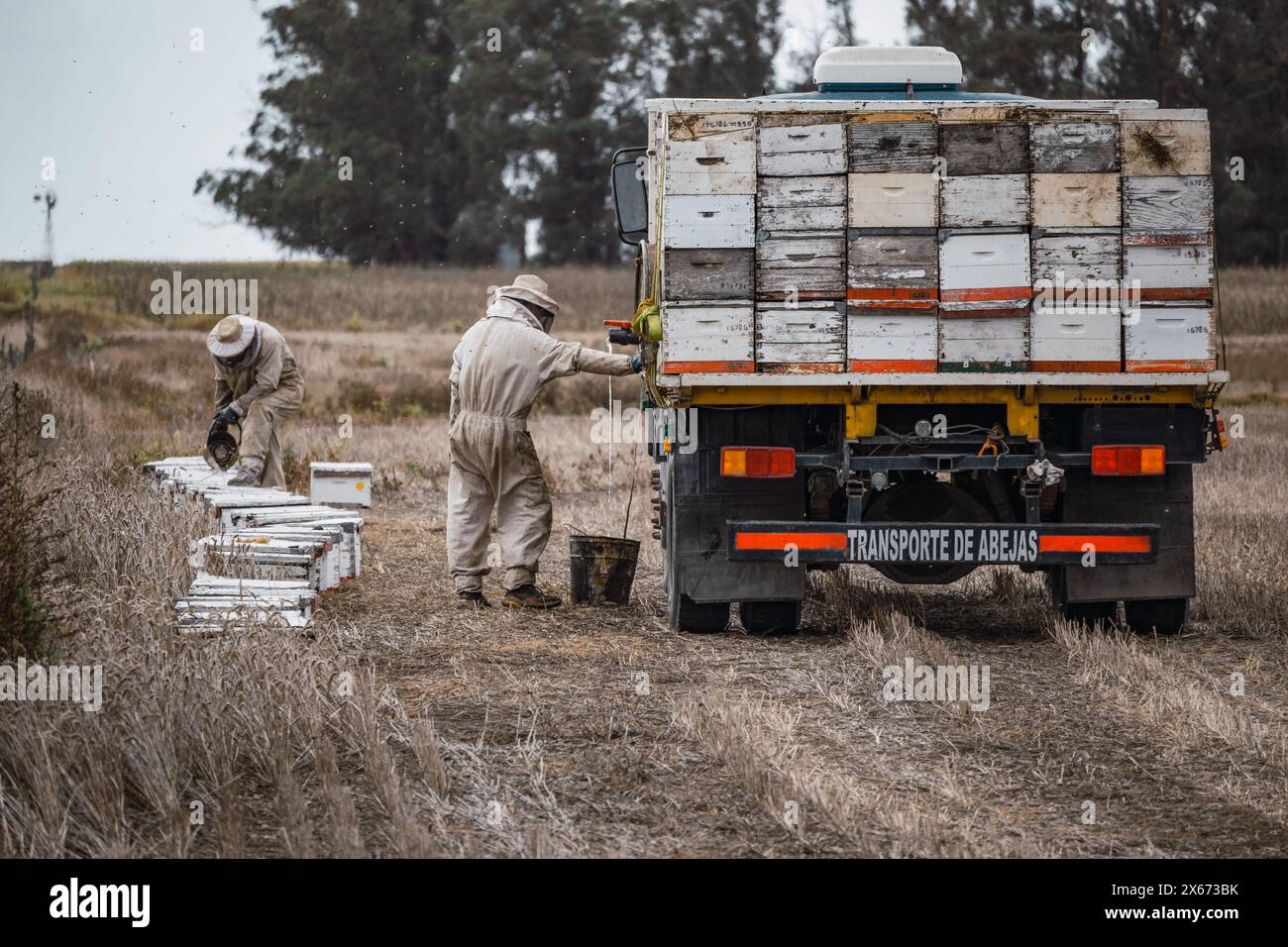 Imker, die die Bienen in Argentinien füttern. Stockfoto