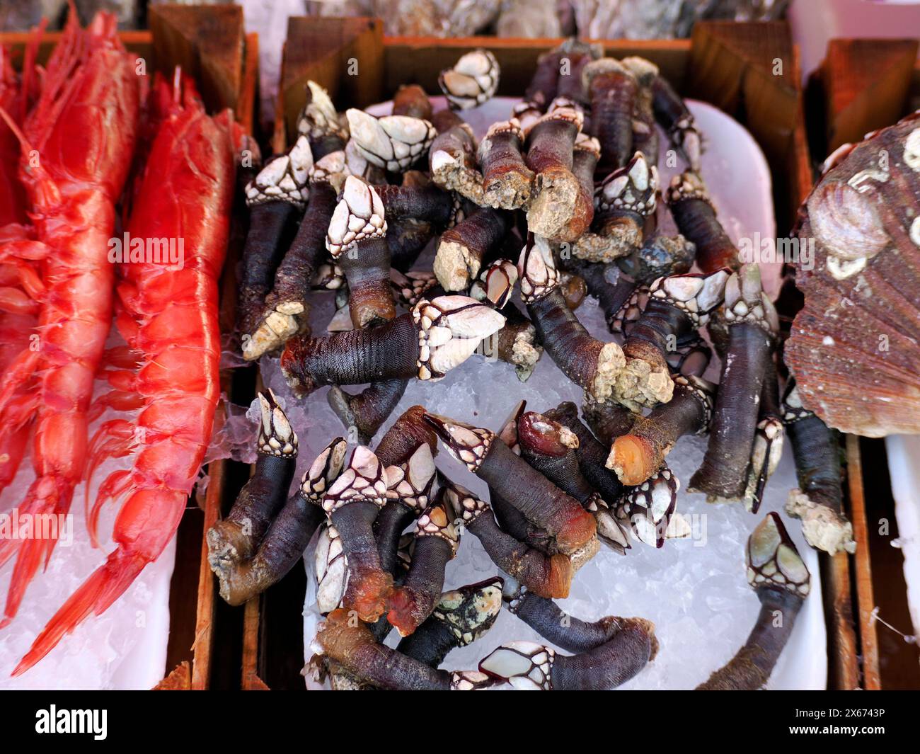 Percebes Pollicipes polymerus frischer Fisch Meeresfrüchte im Ortigia Syrakus sizilien historischen Fischmarkt Italien Stockfoto