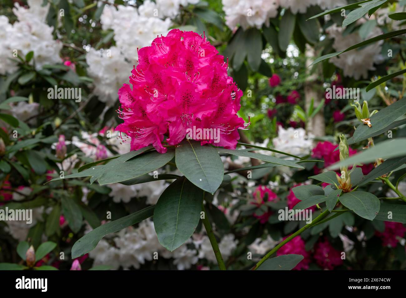 Großer Blumenkopf eines leuchtend rosafarbenen Rhododendrons in einem britischen Garten im späten Frühjahr. Stockfoto