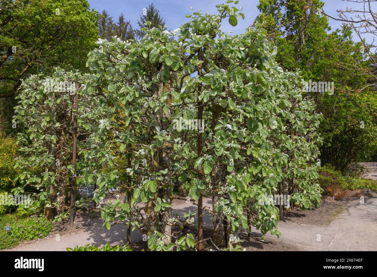 Große Zierblätter des sorbus thibetica john mitchell oder des tibetischen Weißbalkenbaums, gestützt von einem großen Rahmen Stockfoto