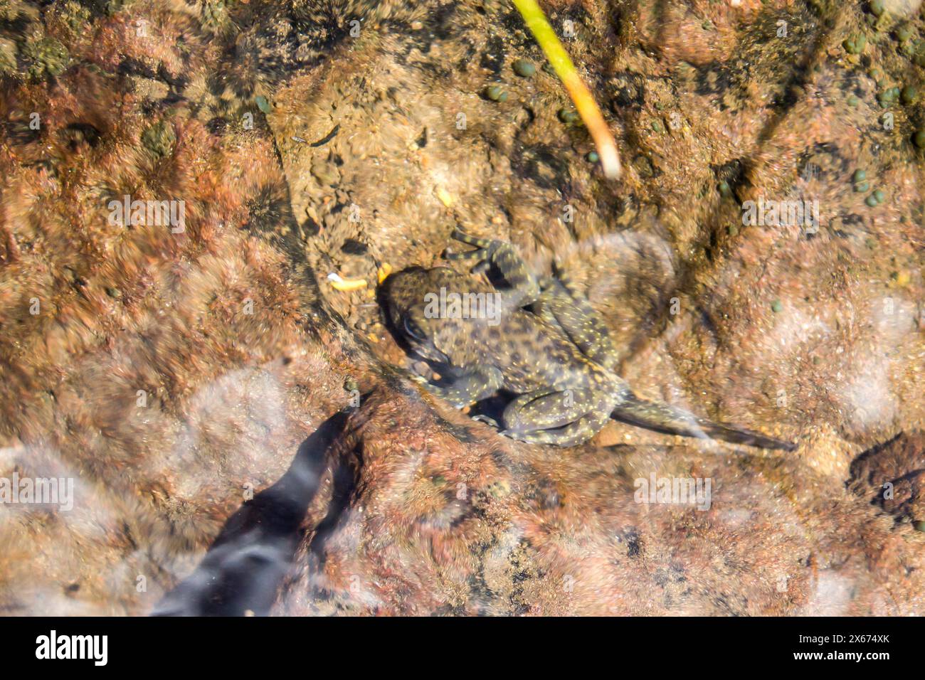 Ein junger Frosch, mit dem Schweif von den Metamorphen aus Kaulquetsche in einem kleinen klaren Gebirgsbach in den Drakensberg-Bergen Südafrikas. Stockfoto