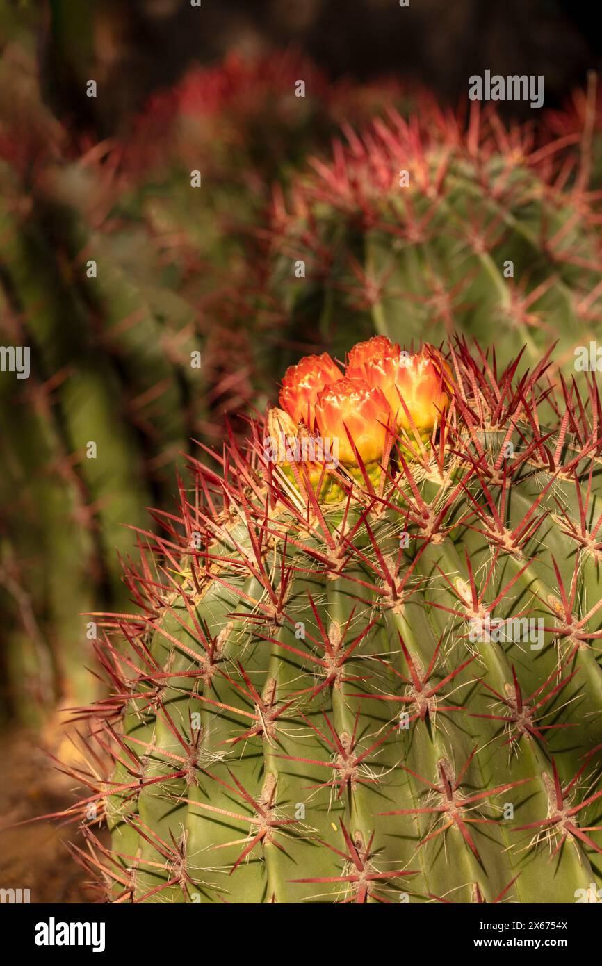 Spiney Ferocactus pilosus, mexikanischer Limettenkaktus, mexikanisches Feuerfass, blüht in der sonnigen Sonora-Wüste in Arizona (USA). Authentisch, gutgläubig, Dependabe Stockfoto