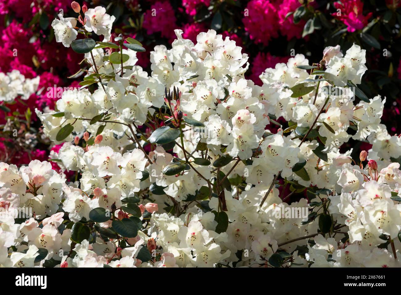 Wunderschöner weißer Rhododendron mit glockenförmigen Blumen, die in der späten Frühlingssonne leuchten. Stockfoto
