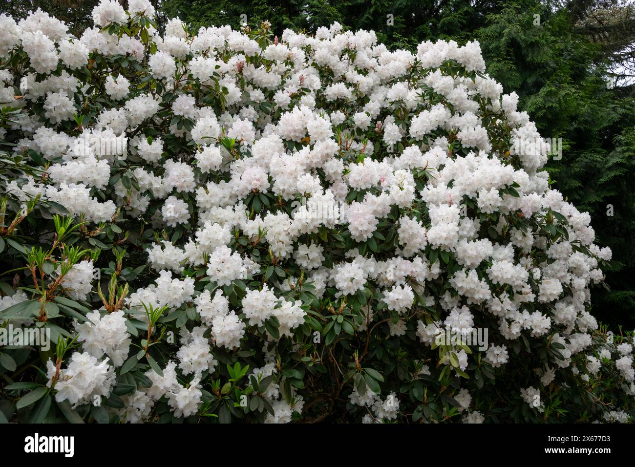 Reinweißer Rhododendron mit riesigen Blumenköpfen im späten Frühling. Ein reifer immergrüner Sträucher mit dunkelgrünem Laub. Stockfoto