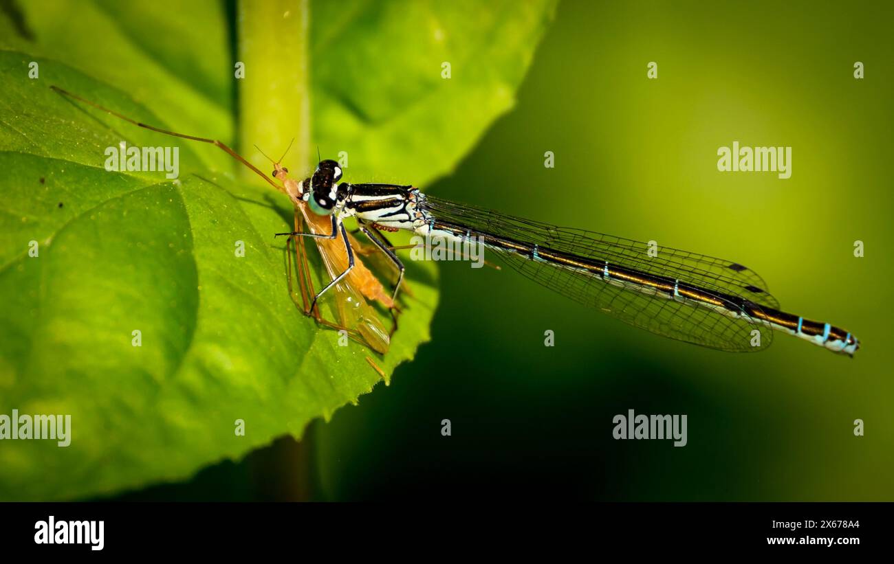Azure Damselfly fressen Käfer, auf im Ausland Blattpflanze in der Sonne, sesshaft und essen. Verschwommener Hintergrund zur Darstellung des Bildes. Warme, sonnige Tage Stockfoto