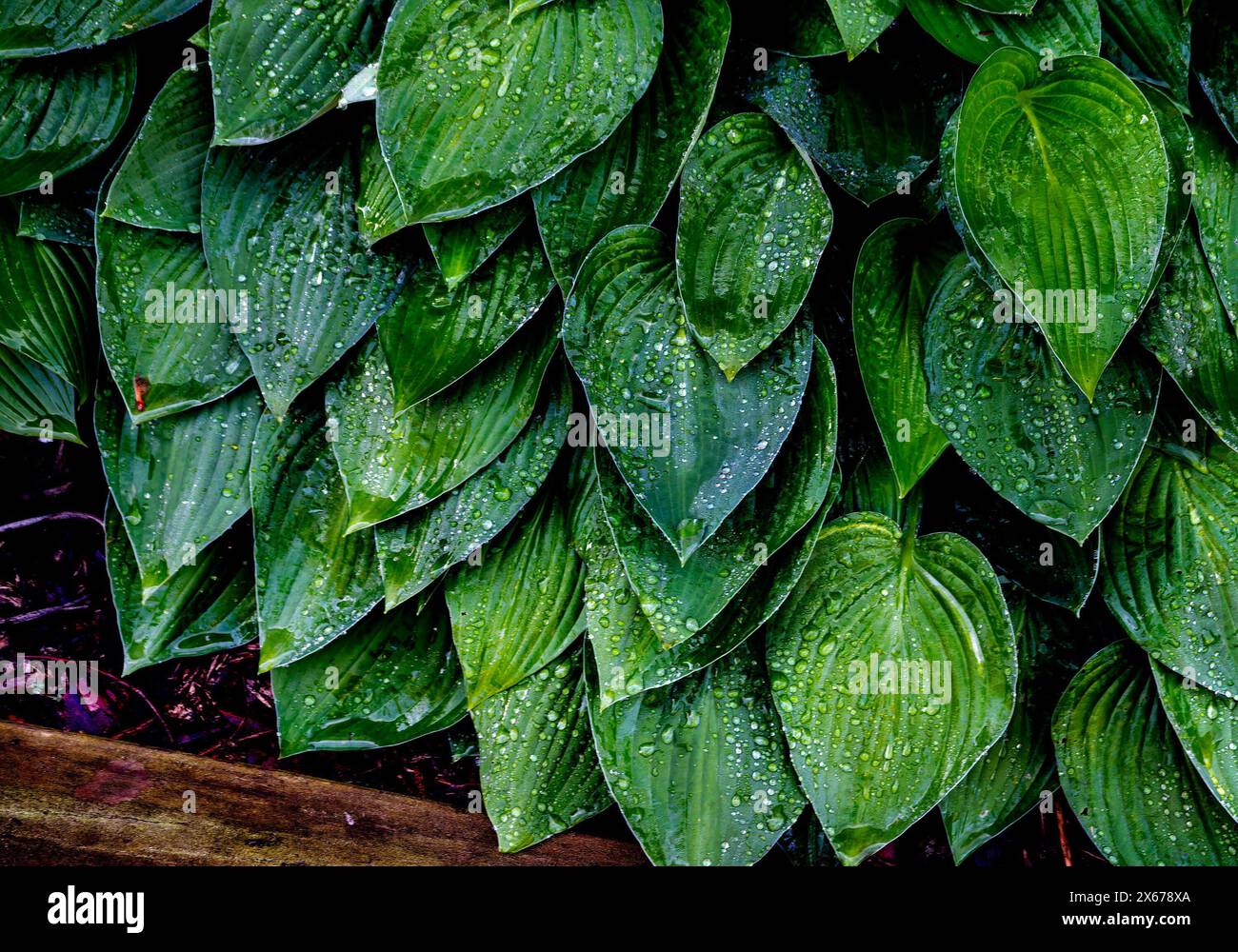 Die Blätter von Hosta Pflanzen nach dem Regen Stockfoto