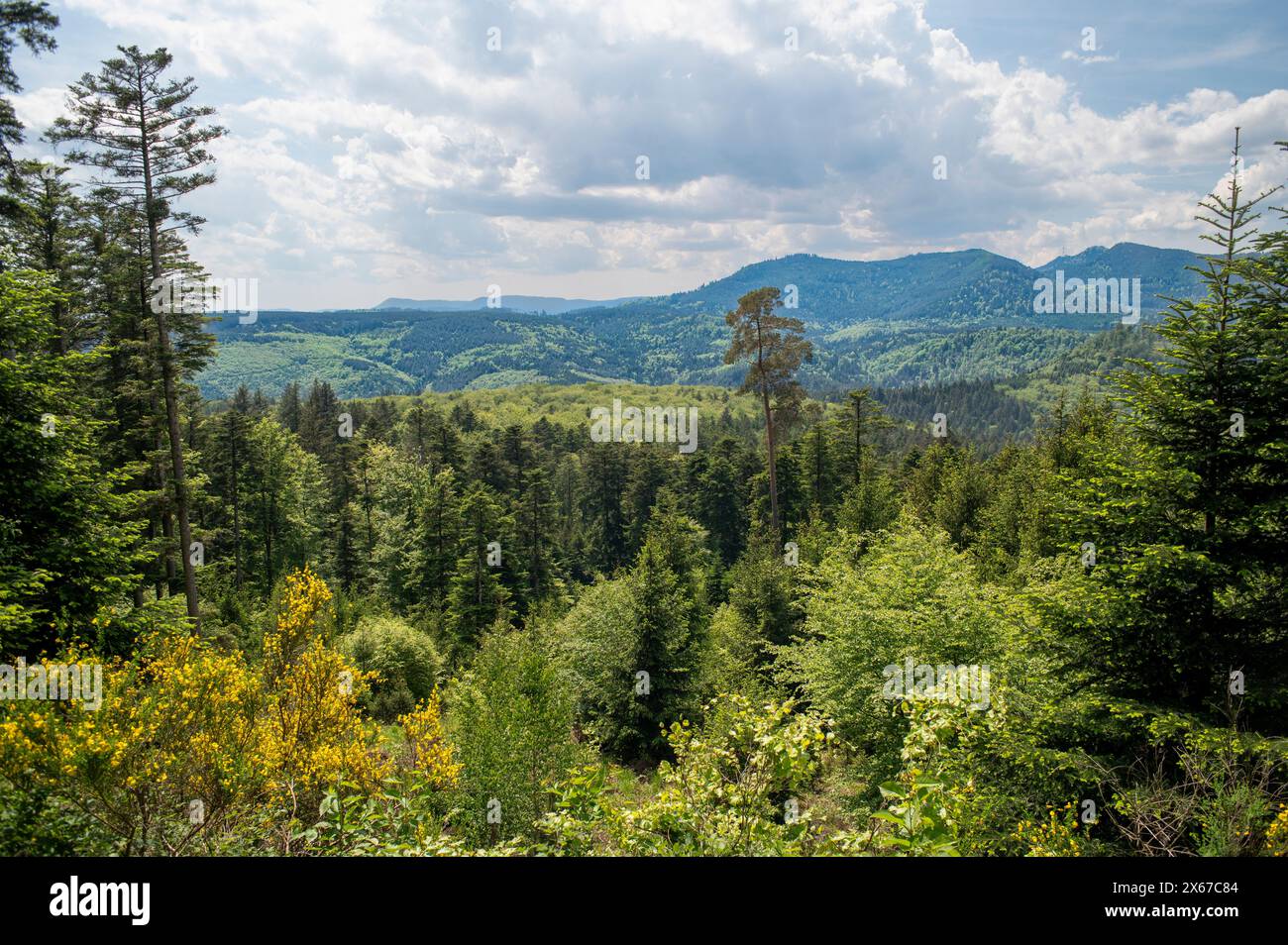 Waldbedeckung in den Vogesen. Wald so weit das Auge reicht über einem Dorf namens Lutzelhouse. Stockfoto