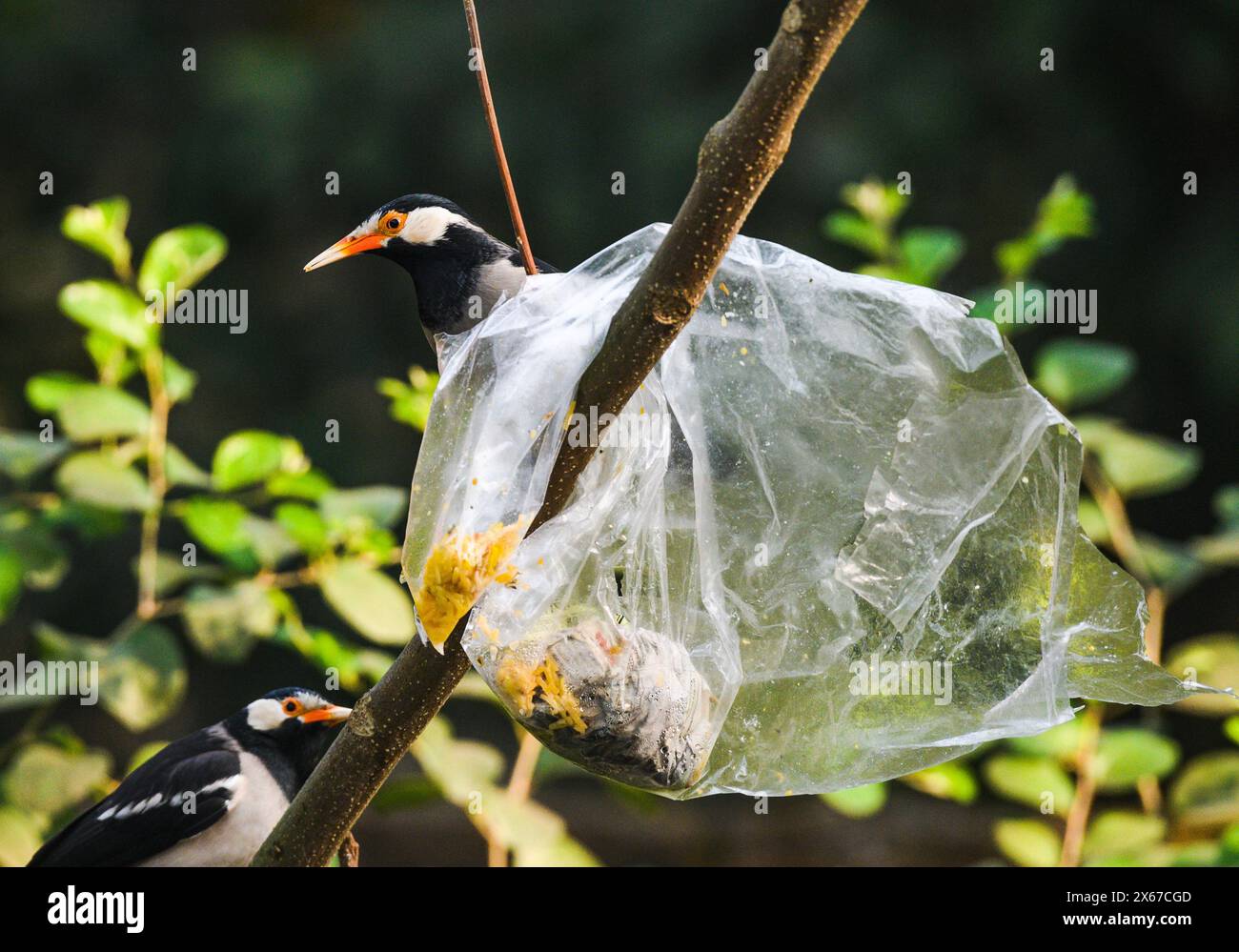 Ein Beutel mit Nahrung aus Polyethylen steckt auf einem Baum fest. Wild Indian Pied Myna (Gracupica contra) Vögel versuchen, das Plastik zu zerreißen und das Futter zu fressen, manchmal stecken ihre Schnäbel im Plastik fest. Es gibt ein nationales Verbot für diese Gegenstände. Tehatta, Westbengalen, Indien. Stockfoto