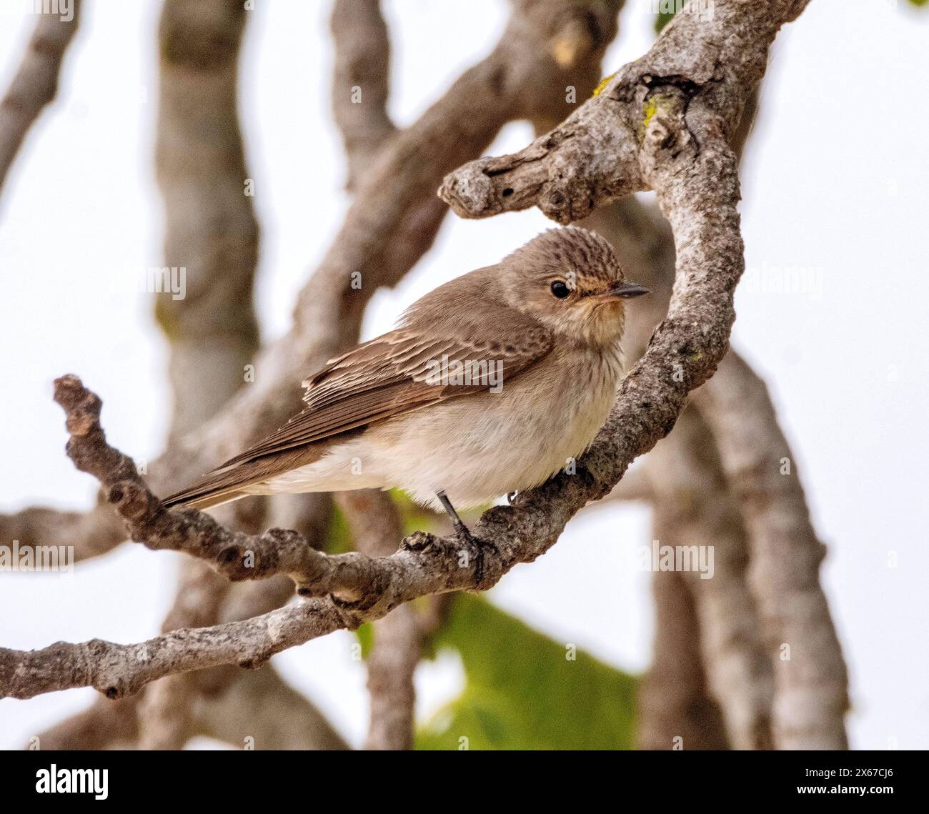Flycatcher (Muscicapa striata) auf einem Zweig, Akamas, Zypern Stockfoto