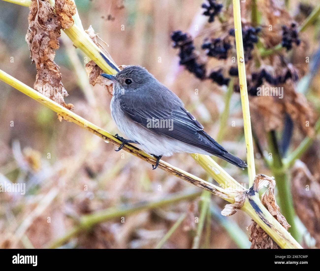 Flycatcher (Muscicapa striata) auf einem Stiel, Akamas, Zypern Stockfoto