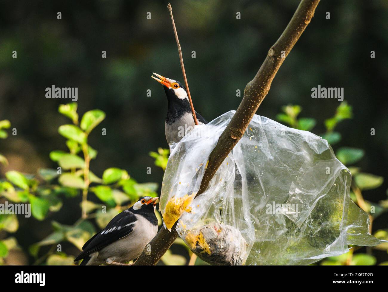 Ein Beutel mit Nahrung aus Polyethylen steckt auf einem Baum fest. Wild Indian Pied Myna (Gracupica contra) Vögel versuchen, das Plastik zu zerreißen und das Futter zu fressen, manchmal stecken ihre Schnäbel im Plastik fest. Es gibt ein nationales Verbot für diese Gegenstände. Tehatta, Westbengalen, Indien. Stockfoto