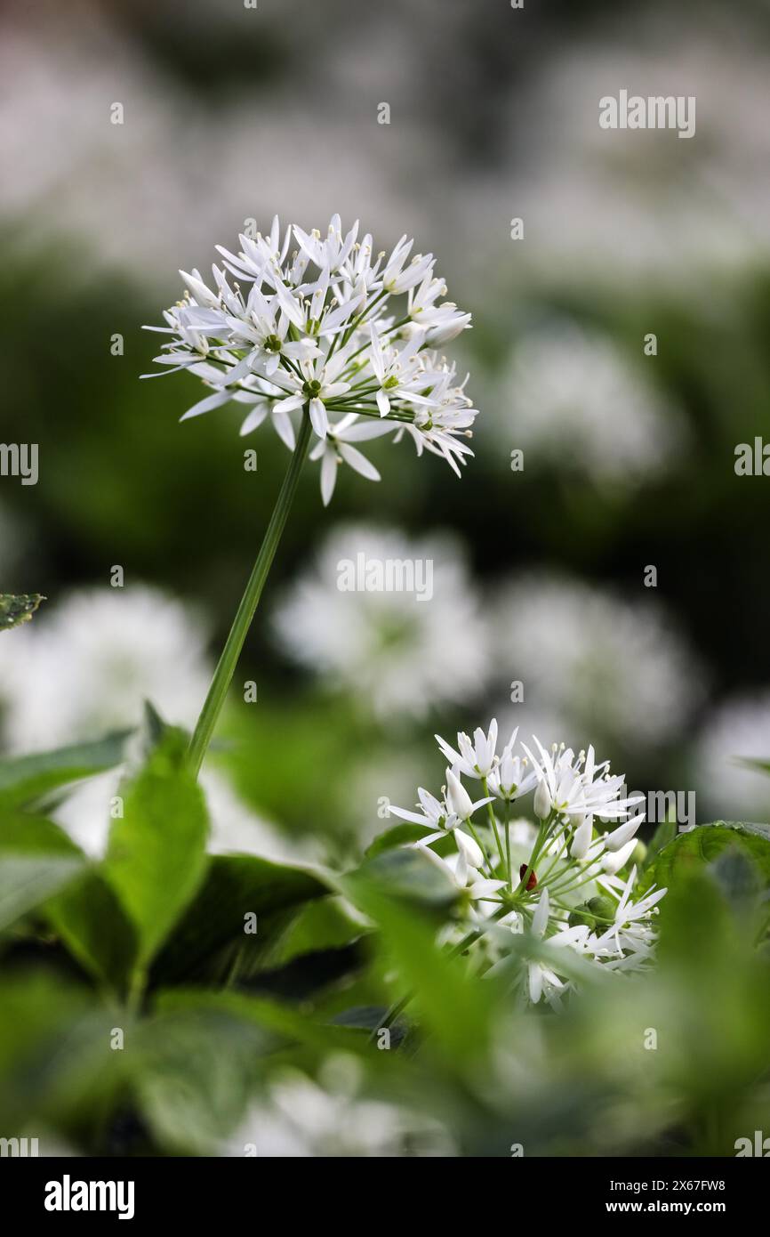 Wilde Knoblauch (Allium ursinum) Blumen, Teesdale, County Durham, Großbritannien. Diese essbaren Pflanzen sind auch unter gebräuchlichen Namen wie Ramsons, Wood Knolic und bekannt Stockfoto