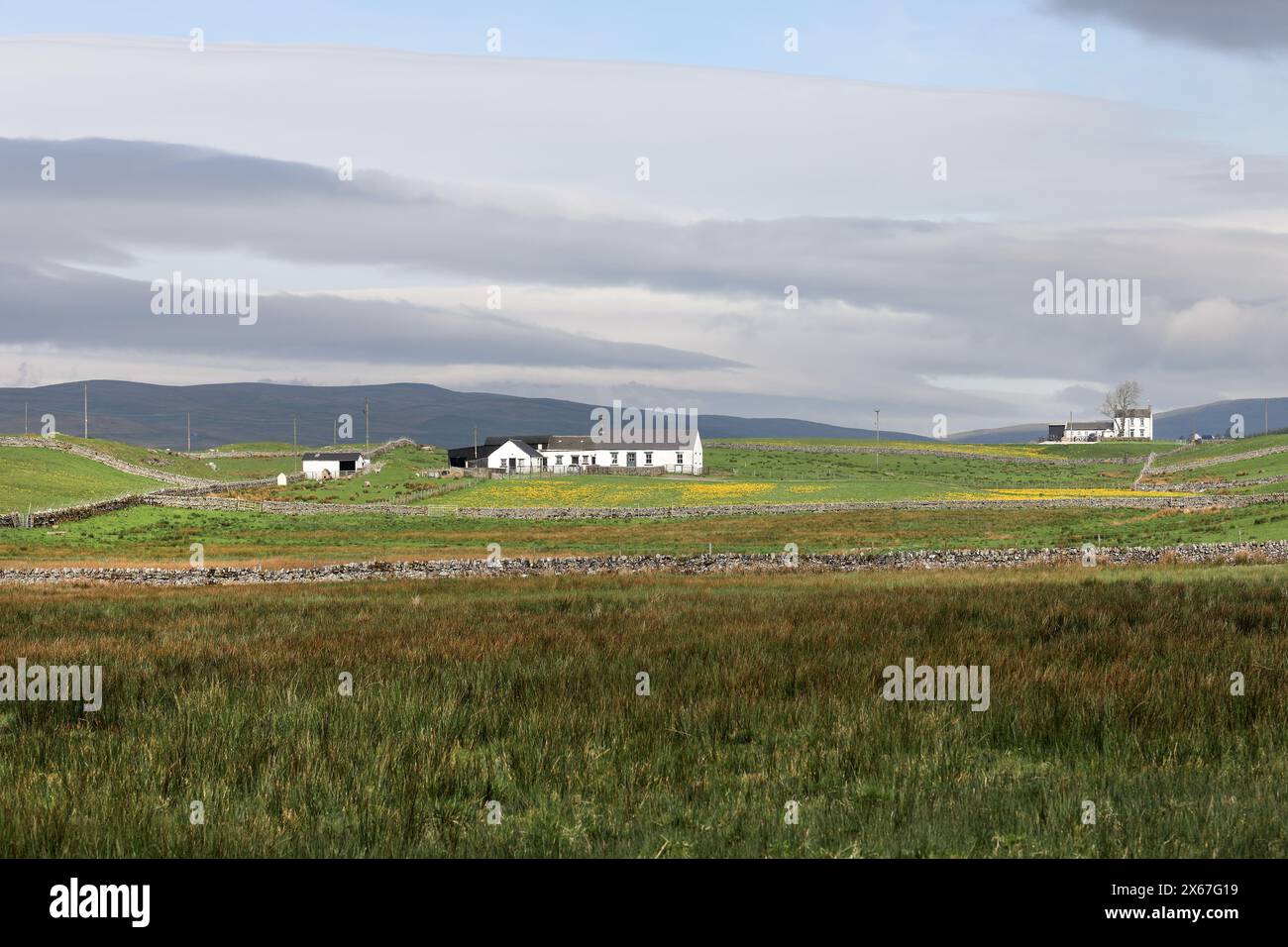 Bergland mit Blumen von Marsh Marigold (Caltha palustris) im Frühjahr, Upper Teesdale, County Durham, Vereinigtes Königreich. Stockfoto