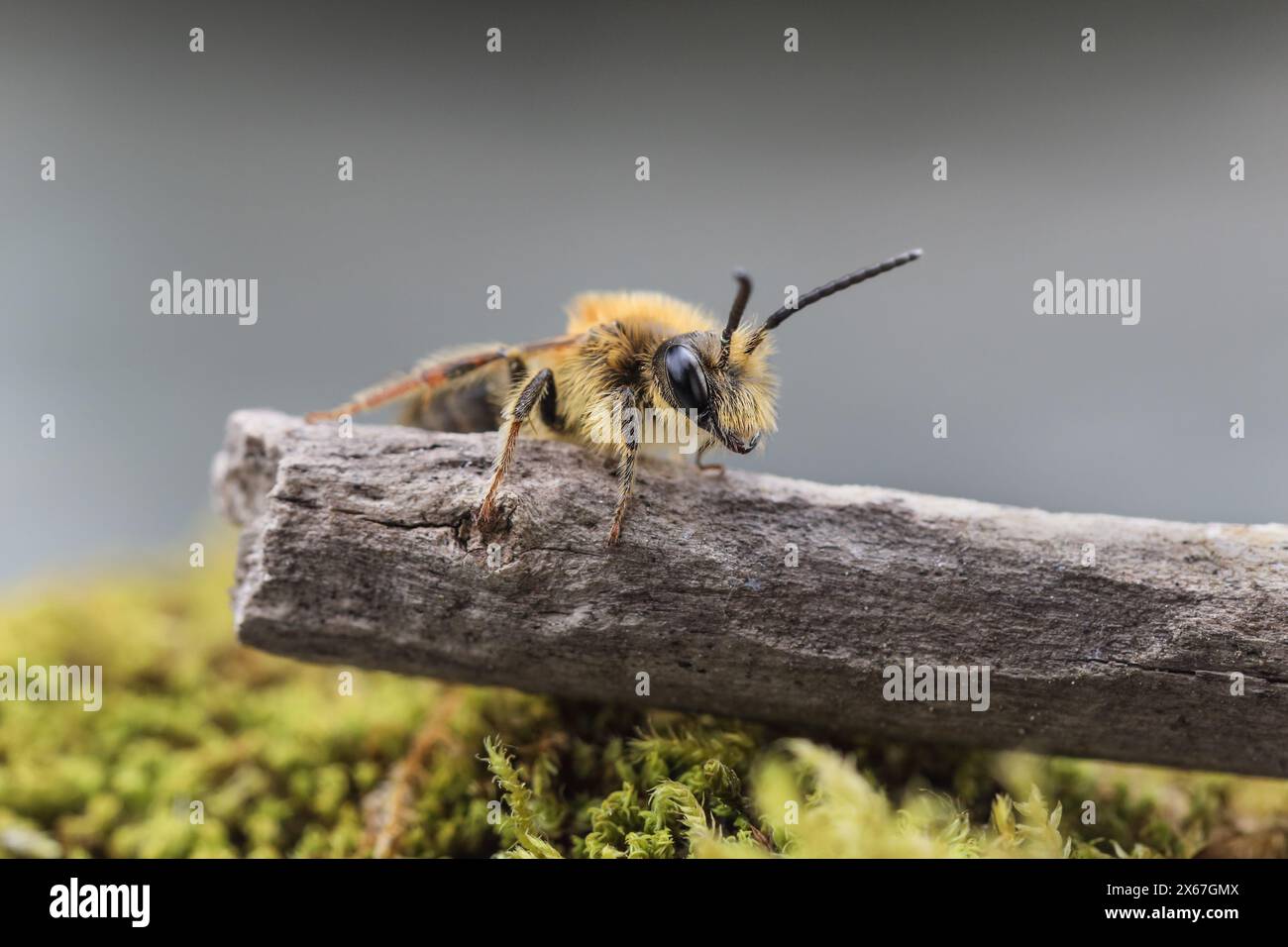 Männliche Tawny Mining Bee (Andrena fulva) in einem Gartenhabitat, Teesdale, County Durham, England Großbritannien Stockfoto