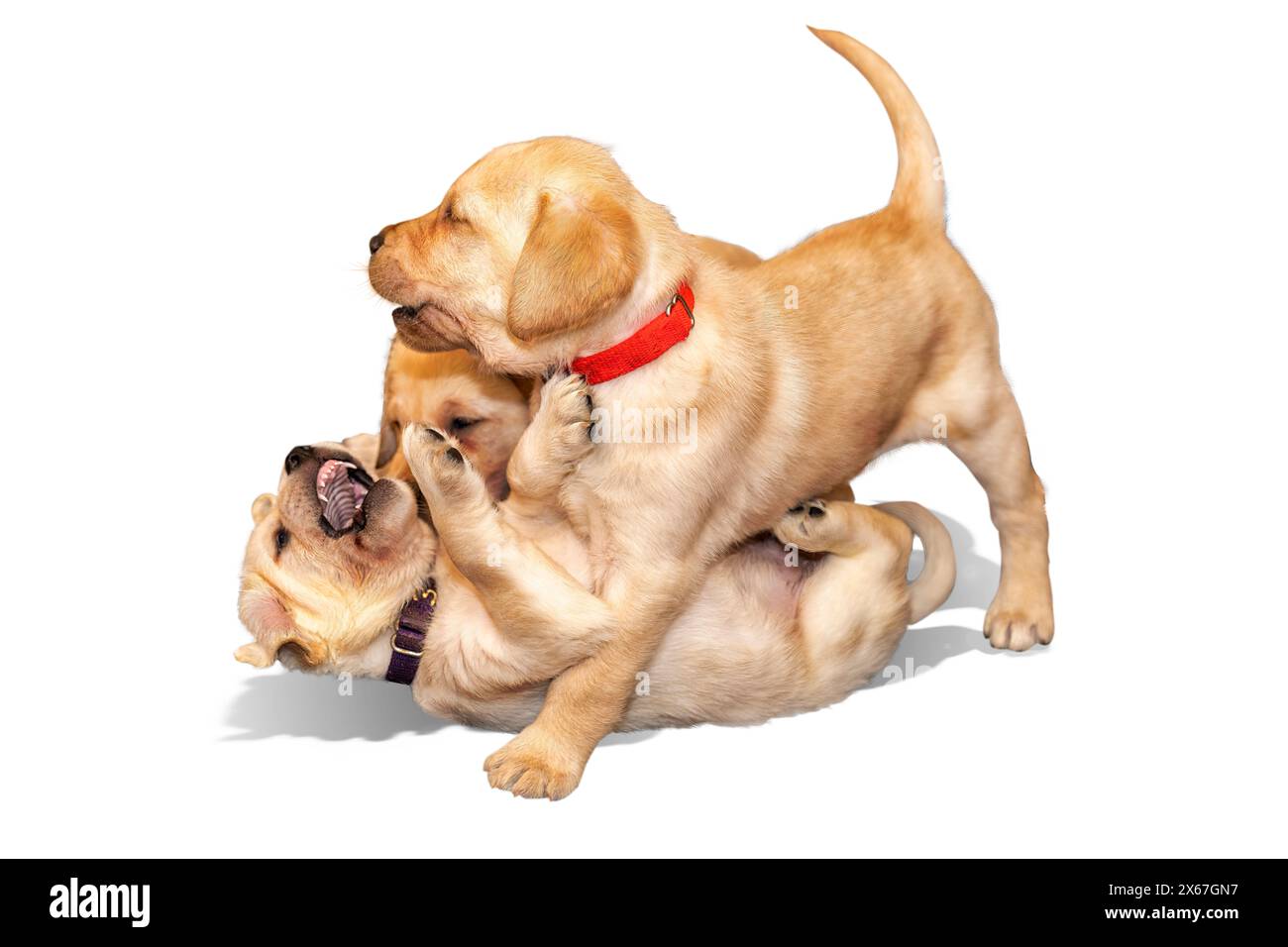 Niedliche Golden Retriever Labrador Mix Welpen spielen. Hunde spielen. Stockfoto