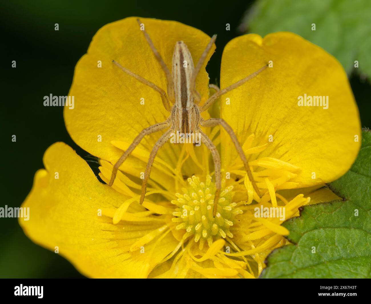 Weibliche, länglich laufende Spinne, Tibellus oblongus, lauert auf einer Butterblume, die darauf wartet, ein fliegendes Insekt zu fangen Stockfoto