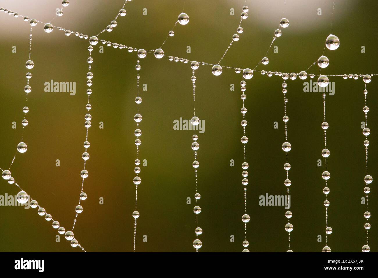 Nahaufnahme von Tropfen in einem Spinnennetz, in parallelen Linien Stockfoto